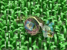 Genuine Honda CB400SF Front Fender Nuts (In Stock, Ready to Ship) - New Moto...