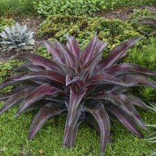 Mission to Mars Mangave STARTER Plant Agave/Manfreda Hybrid Great COLORS 3" Mission to Mars Mangave STARTER Plant Agave/Manfreda Hybrid Great COLORS 3"