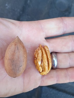 10 pounds delicious South GA Oconee pecans in shell 2025 crop