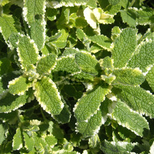 Mint Pineapple - 1 Plant - Garden Kitchen Herb for Cooking Planters Pot