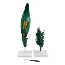 Wheat Flower Model Demonstration Wheat Model with Base Classroom for School