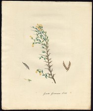 Estampado Antiguo-GREENWEED ALEMÁN-GENISTA GERMANICA-837-Flora Batava-Sepp-1800