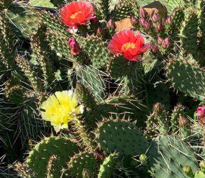 20 Samen Freiland-Opuntien-Mix, winterharte Kakteen, Kaktus, Opuntia,  Mischung | eBay.de