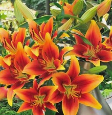 10 Zwiebeln Asiatische Lilien Blumenzwiebeln ...