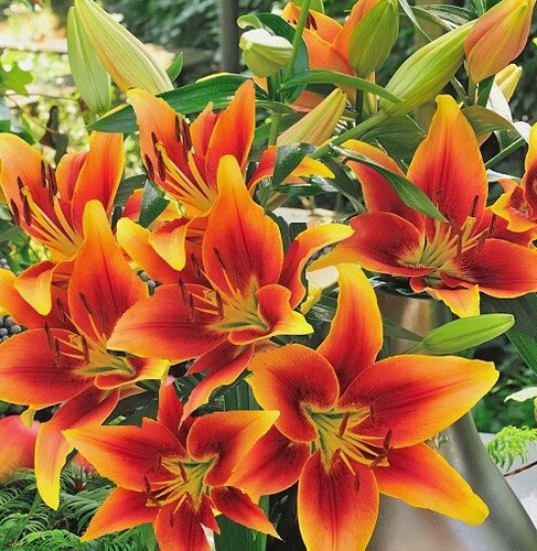 10 Zwiebeln Asiatische Lilien Blumenzwiebeln winterhart duftend