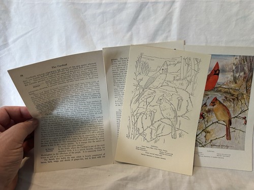Vintage Bird Prints - National Assoc. Of Audubon Societies - Educational Leaflet - Picture 6 of 22