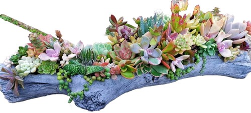 FREE Express Post / 40+ Colorful Various Succulent Cuttings Pack - Picture 8 of 8