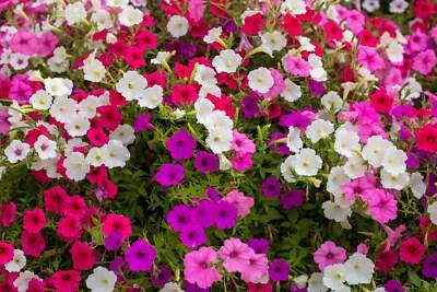 SEEDVILLE USA 250 Mixed Colors DWARF PETUNIA Pink Red Purple White Bicolor Flower Seeds