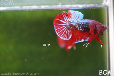 LIVE BETTA HMPK MALE FANCY RED | BOM-A63