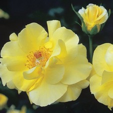 CL Golden Shower Clombing Rose Bush… Bare Root Live Starter Plant..