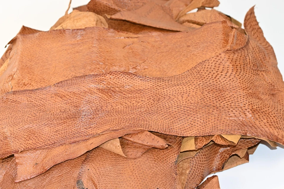 Lote JUMBO/Estuche de Colección Mixto Pierna de Avestruz Piel Cuero Lote Avestruz Genuino Foto 3 de 4