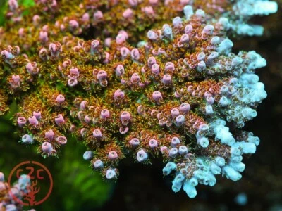 WORLD WIDE CORALS WWC Jello Shot Tabling Acro - Live Coral Frag SPS