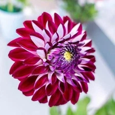 1 "Embassy" Decorative Dahlia - Large Size #1 Bulb - US Seller