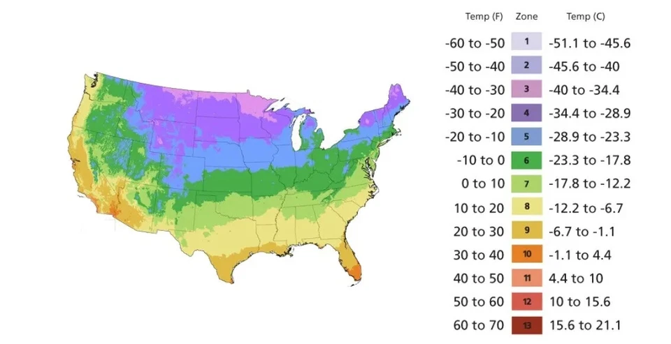 ===SUCULENTO== SS0070 Pedras Vivas Flor Suculenta Cacto Sementes Suculentas Raras - Imagem 3 de 4