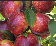PLUOT  Fruit Tree  FLAVOR KING Trees grown from