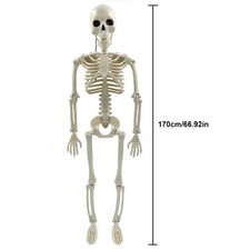 Halloween Full Size Human Skeleton Figure with Movable Joints for Yard - 170cm