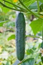 STRAIGHT EIGHT CUCUMBER SEEDS 50+ Vegetable GARDEN straight 8 FREE SHIPPING
