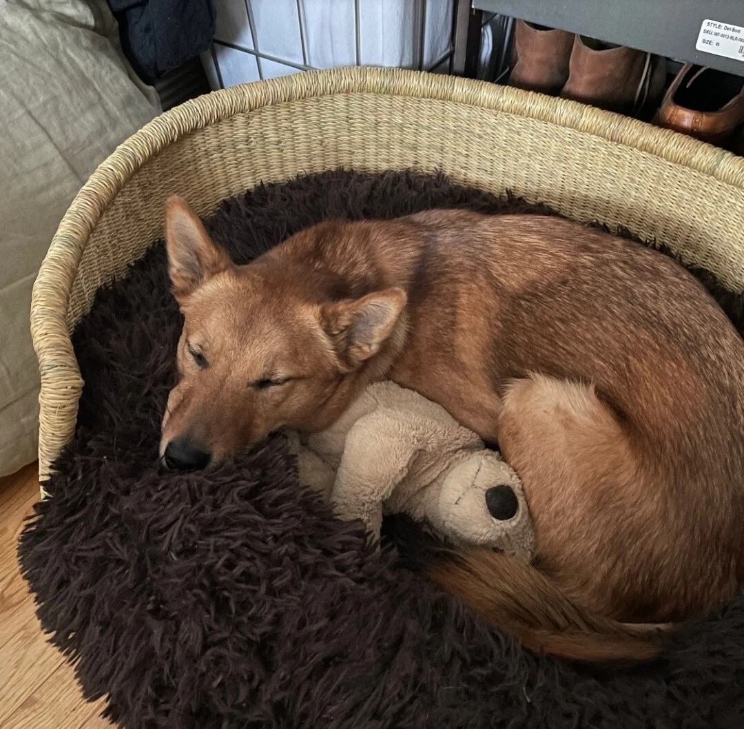 How Warm Should A House Be For A Puppy