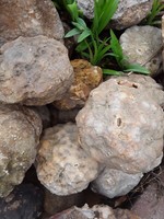 5 lbs Premium Kentucky Uncut Geodes Agates Nodules Lapidary Quartz Crystals Sale 18