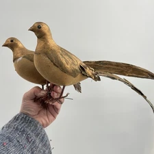Vtg Christmas Birds Real Feathers Gold Gilt Composition Wired Feet Tree Decor