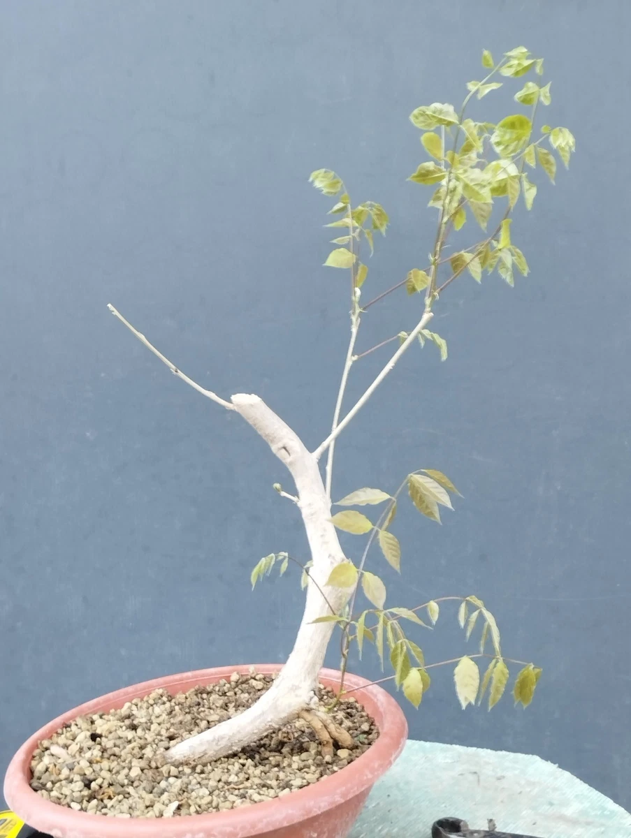 szechuan pepper bonsai Chinese Pepper (Zanthoxylum Pipertum) Bonsai Tree | Shaped main image 0