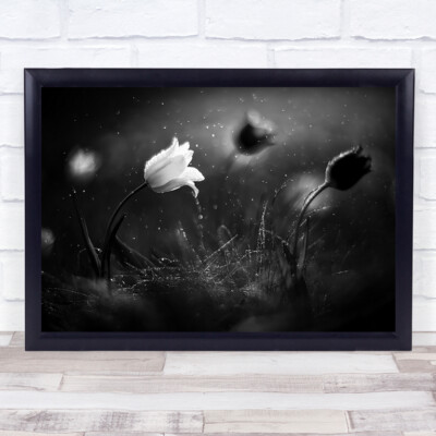Schwarz-weiße Tulpen Frühlingsregen Bokeh Wandkunstdruck