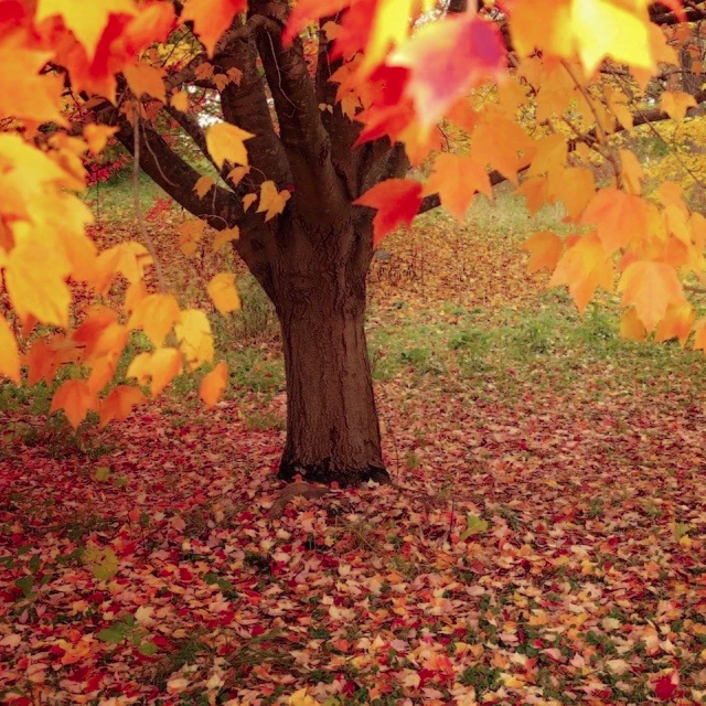 Acer rubrum (Red Maple) - 25 to 1,000 Tree Seeds | RARE Outdoor Garden Bonsai UK - Image 2 of 4