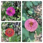 Zinnia California Giant Mix 100 Fresh Seeds Free Gift Seeds w/Every Garden Order