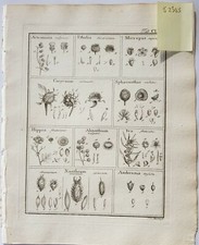 GAERTNER Fruct. Sem. Pl.1788 Botanical Engraving Fruit seeds  print Absinth
