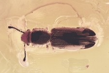 SILVANID PŁASKI CHRZĄSZCZ KORY Silvanidae Silvaninae BURSZTYN BAŁTYCKI 1.6 + HQ Pic 250811