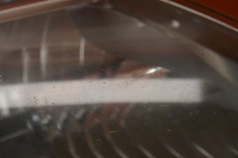 Faro pasajero derecho toyota prius 2006 2007 2008 2009 xenón oem Foto 4 de 4