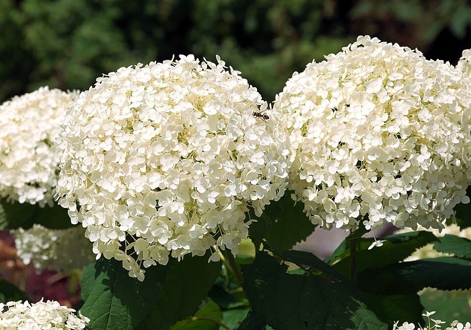 Planta Natural Planta natural Hortensia Blanca. Hydrangea Azul. 30-40cm.