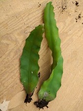 Fresh Dragon Fruit Cactus Cutting Organic Red Skin White Flesh Pitaya 8" Rooted