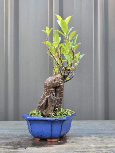 Tigerbark Ficus BONSAI FREE EXPRESS POST Posted With The Pot