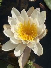 3 Live White Hardy Water Lily Plants Fragrant Outdoor Pond Tuber