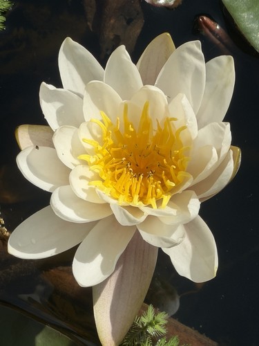 🌺 🌺 3 Live White  Hardy Water Lily Plants Fragrant Outdoor Pond Tuber