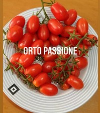 25 Semi Pomodoro datterino Rosso  semi di produzione propia bio