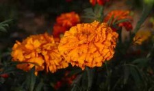 25 Southern Cone Marigold Seeds for Garden Planting - USA - FREE SHIPPING 