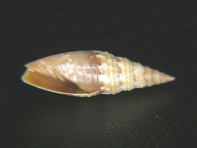 MITRA OCELLATA OCELLATA: SWAINSONIA FROM AUSTRALIA @ 17.62MM!