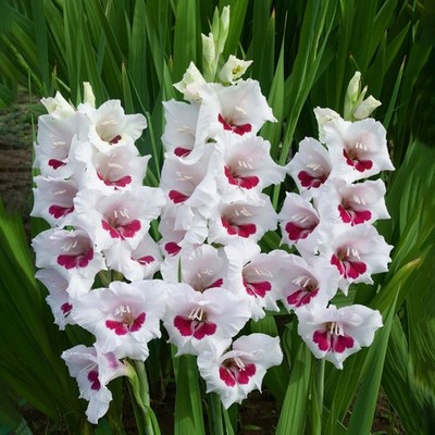 Garden State Bulb Fiorentina Gladiolus Flower Bulbs, 12/14cm, Spring Planting