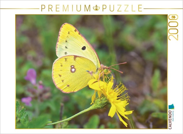 Calvendo Puzzle Hufeisenkleegelbling 2000 Teile Puzzle Quer | 2000 Teile Lege-Gr-image