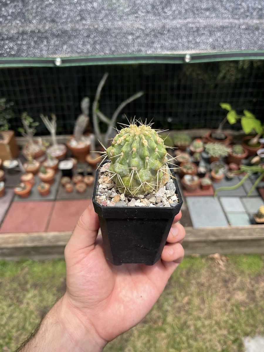 Copiapoa for sale | eBay