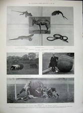 Alter antiker Druck 1902 Bodleian Bibliothek Schatulle Drake Stuhl Tiere Sport 20.