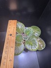 African Violet PLANT DN Kaleidoscope — photo 3