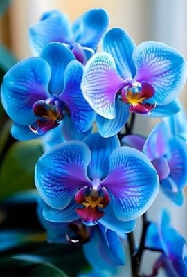 Flower Diamond Art Painting Kits for Adults 5D DIY Round Full Phalaenopsis