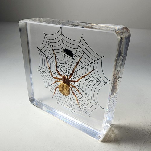 Spider on web with fly, insects in resin, oddities decor, Araneus ventricosus - Picture 3 of 4