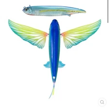 Slipstream 200 Flying Fish - Ahi Ghost, 200mm - 8 Inch