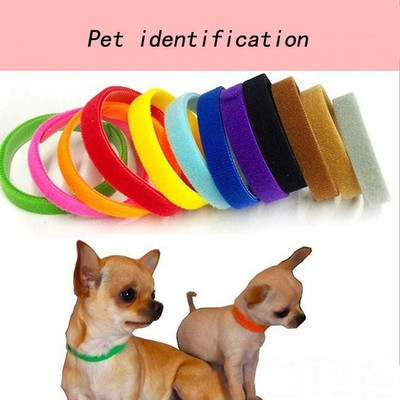 kitten identification collars