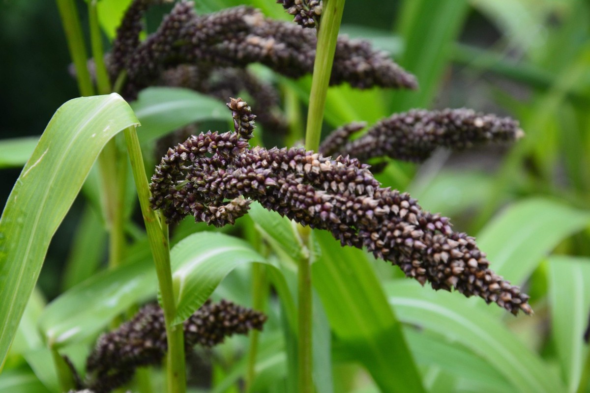 むぎむーちょ 150 JAPANESE MILLET Billion Dollar Grass Grain Echinochloa