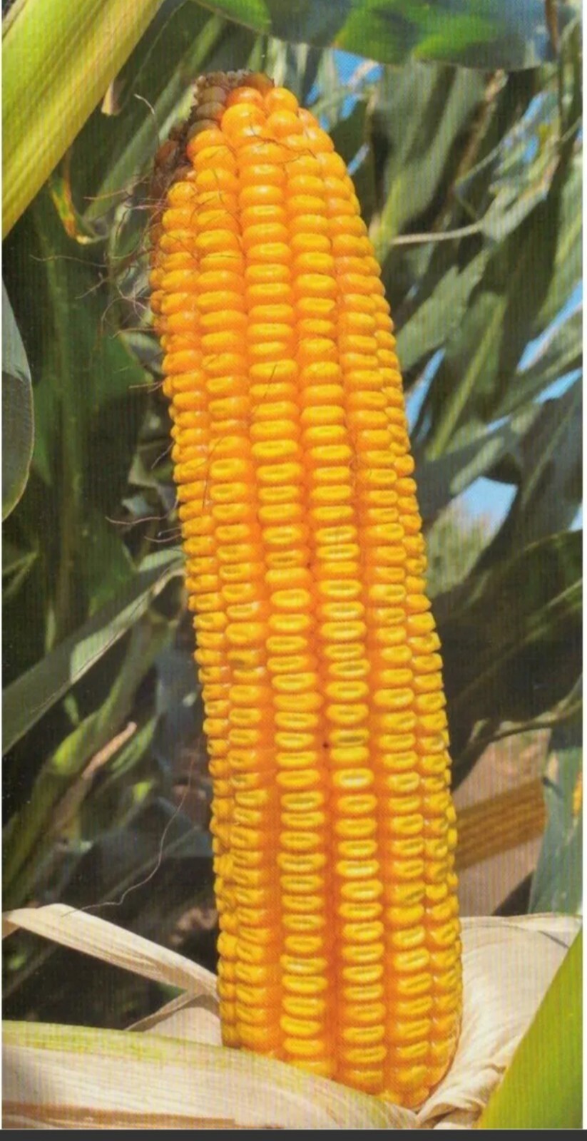 Foto 1 di 2